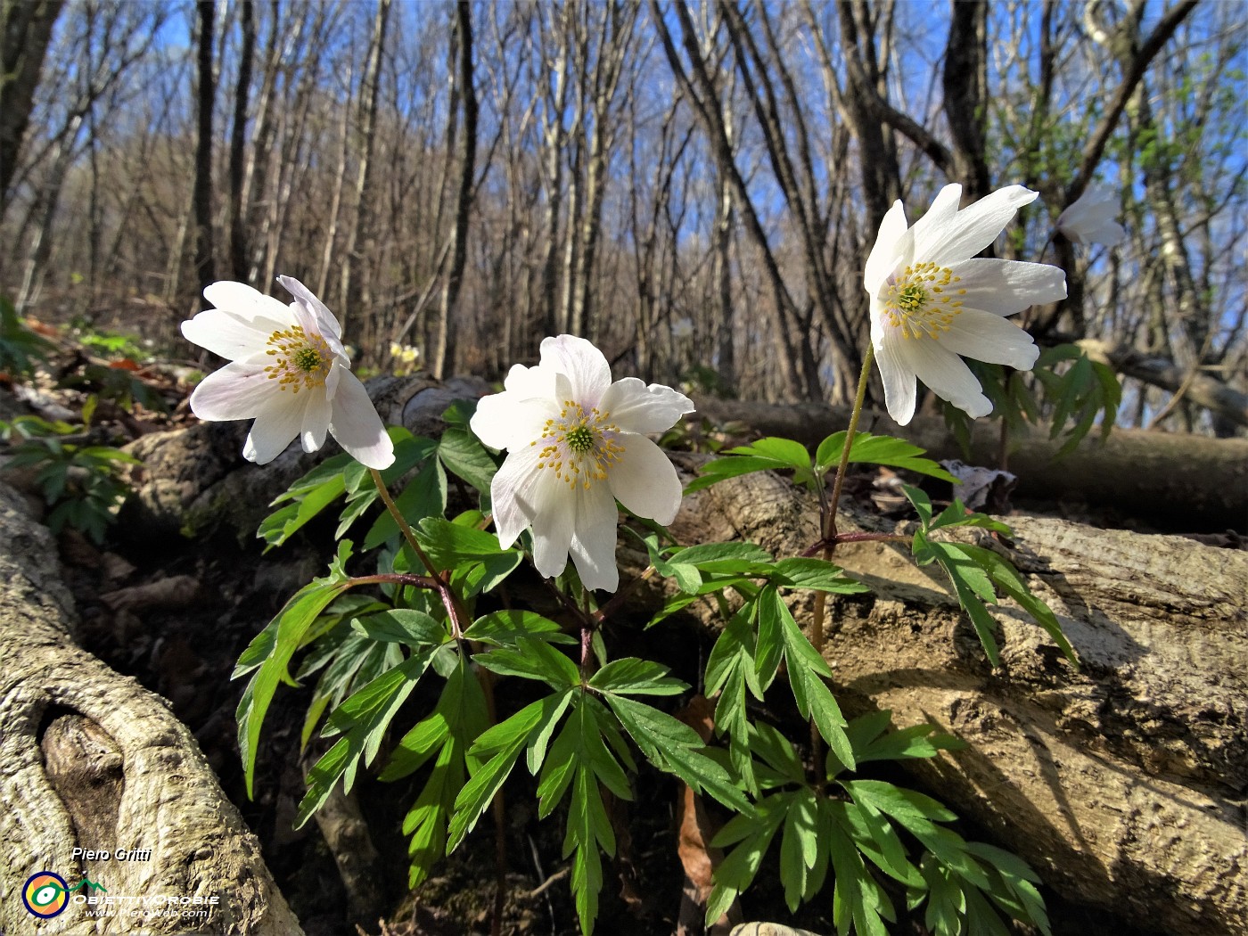 51 Anemone nemorosa (Anemonoides nemorosa) nel sottobosco .JPG